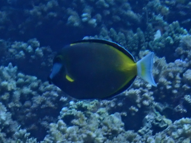 Japan Surgeonfish<br><span style='font-size:12px'><i>Dave & Rose</i></span>